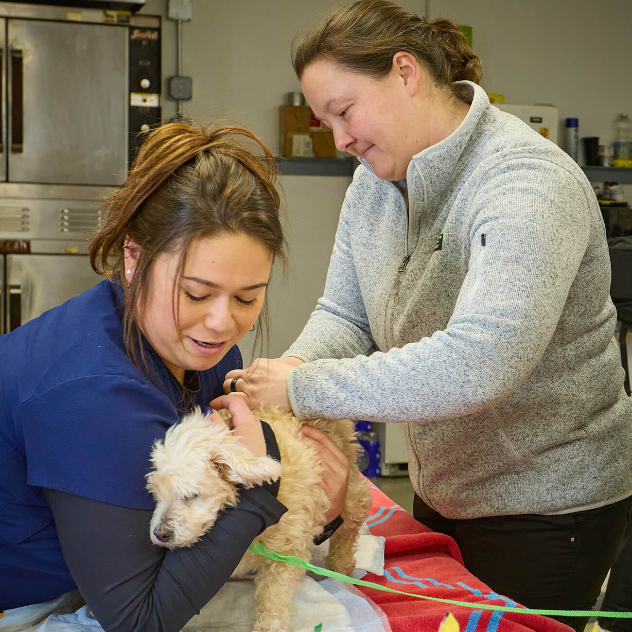 Dog and Cat Vaccinations in Addison County, VT Addison County Mobile