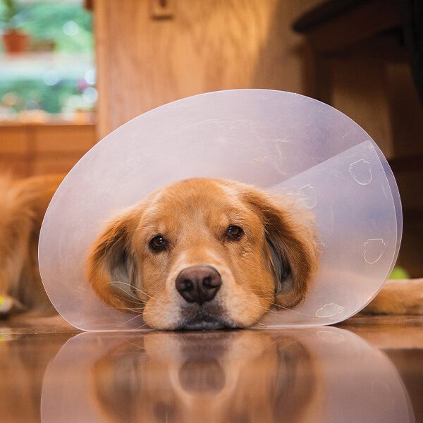 Dog and Cat Spay and Neuter in Addison County, VT Addison County