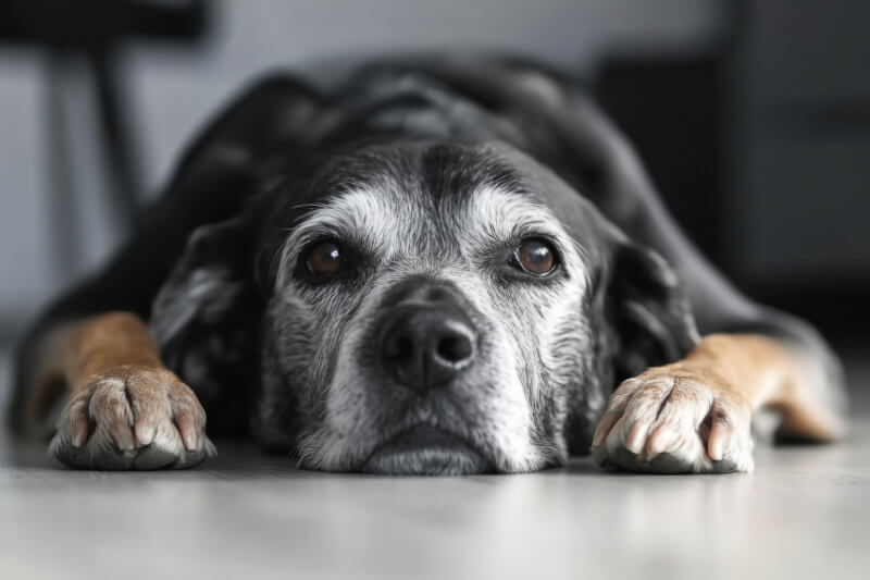 Senior Dog gray and black Senior Dog