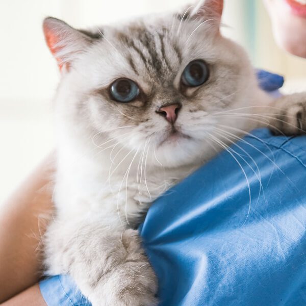 Cat on Shoulder