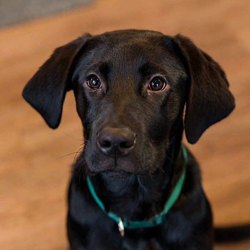 Black Labrador Puppy