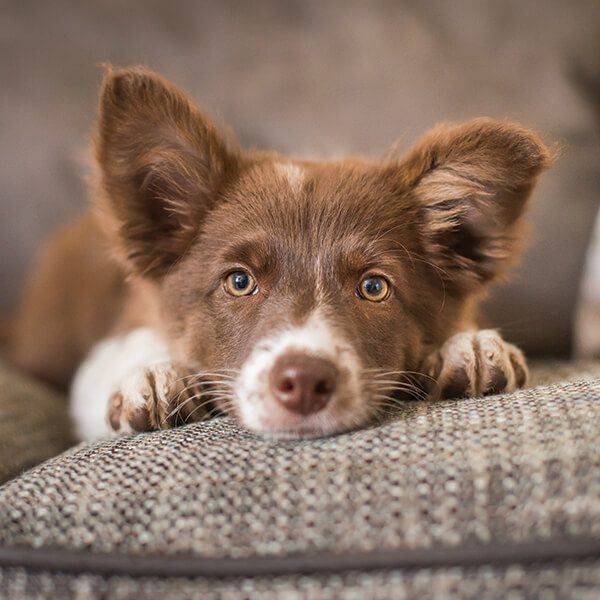 dog wellness exam in addison county, vt