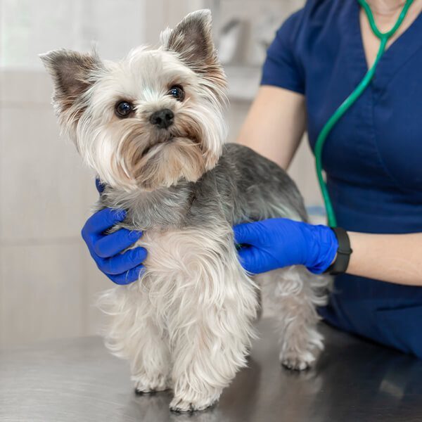 Vet with Dog