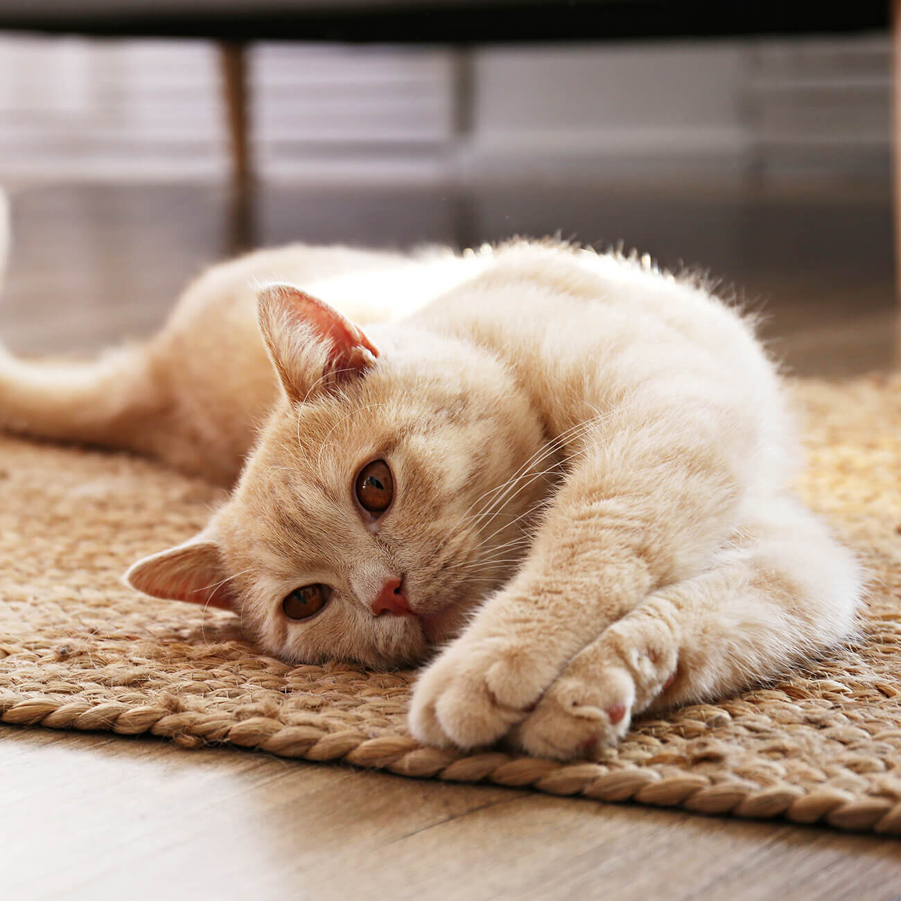 Blonde Cat Stretching On Floor