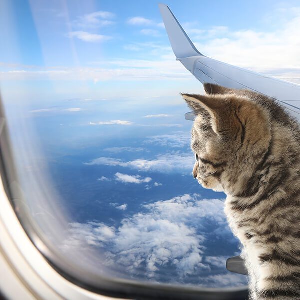 Cat Looking Out Plane Window