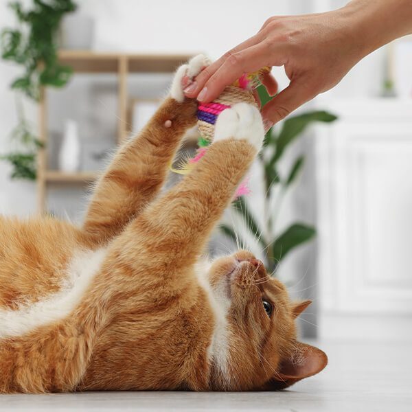 Cat On Back Playing With Toy