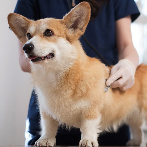 Corgi With Vet