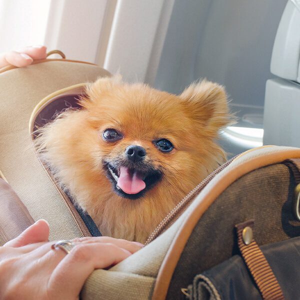 Dog On Plane