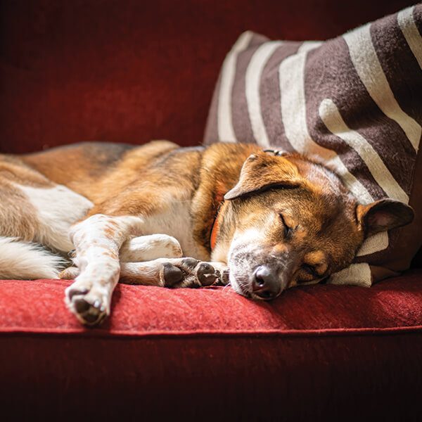 Dog On Red Couch