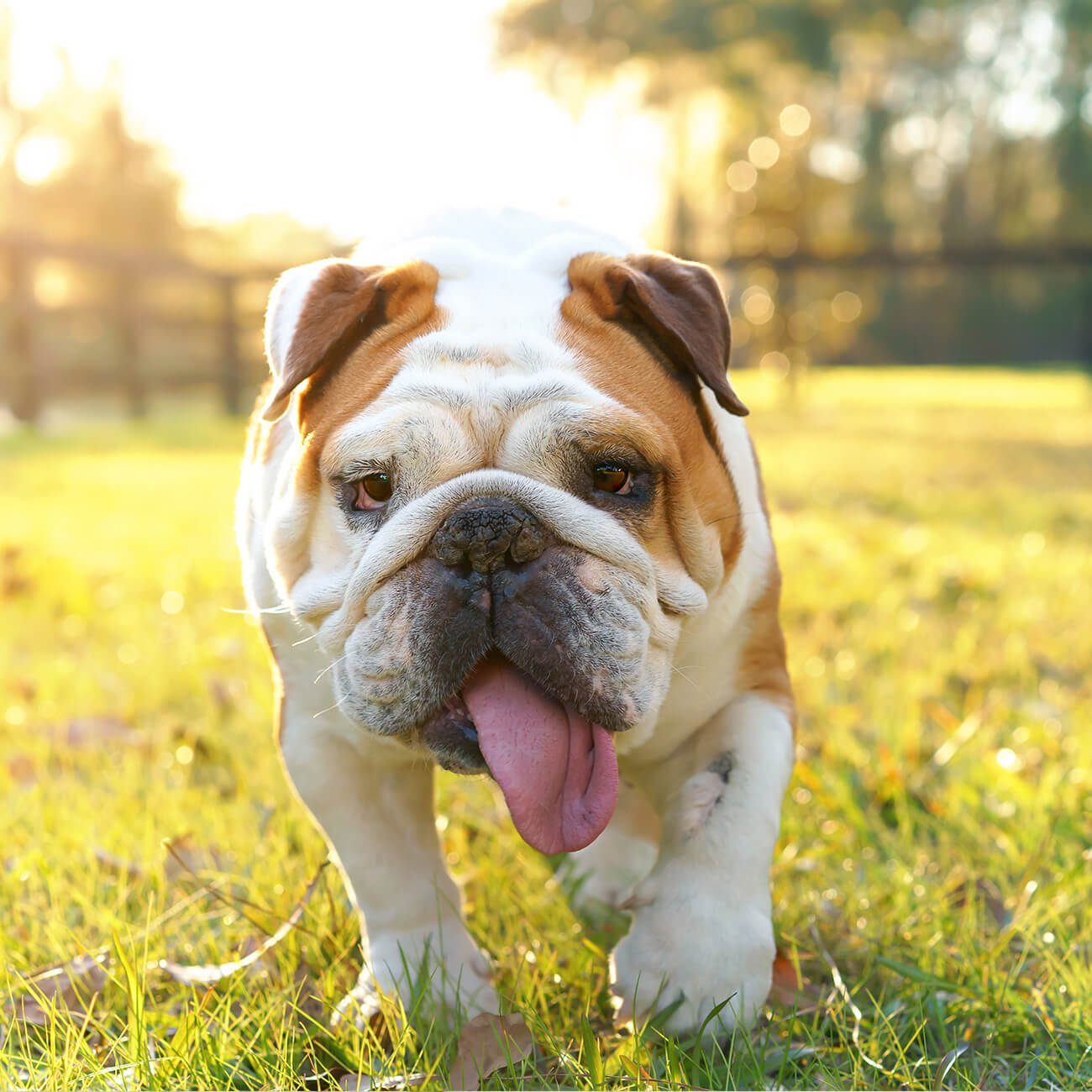 English Bulldog In Yard