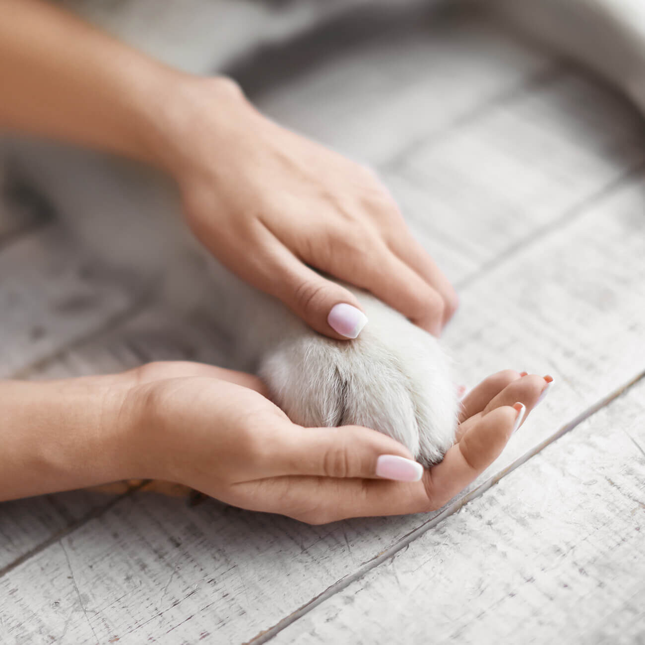 Human Holding Dogs Paws