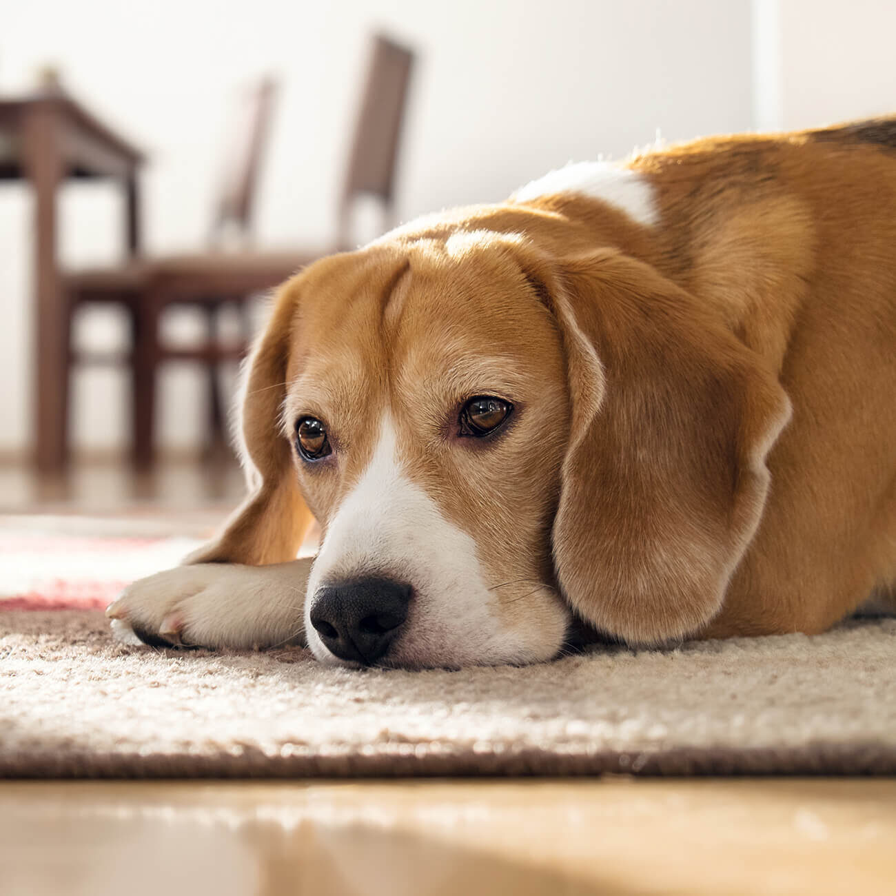 Sad Dog Laying On Floor